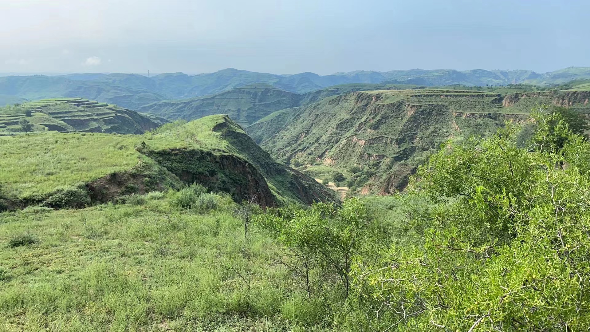 綠了荒山頭.jpg