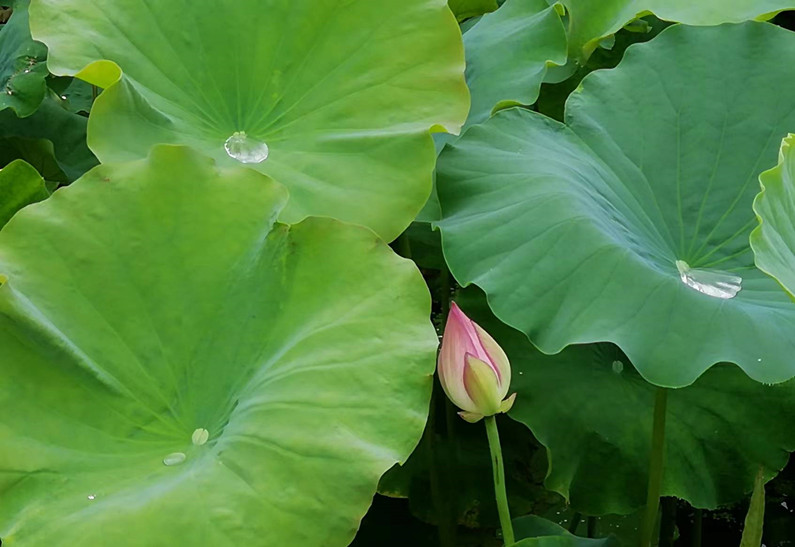 141752460947461365.jpeg 物資管理中心-譚速強.jpg